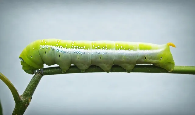 ฝันเห็นหนอน