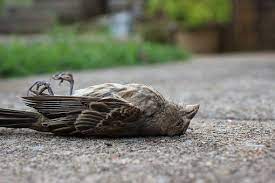 ฝันเห็นนกตาย