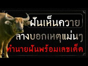 ฝันเห็นควายเปิดคำทำนายพร้อมเลขเด็ด