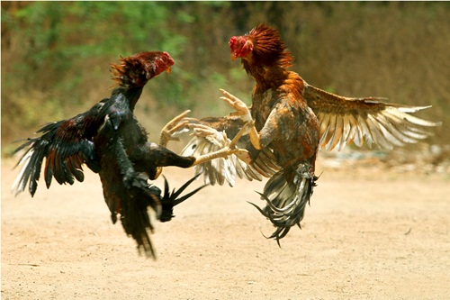 ฝันเห็นไก่ชน 2 ตัว