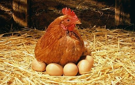 ฝันว่าไก่ออกไข่